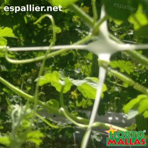 Espalier netting