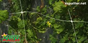 trellis net on vertical of crops support 
