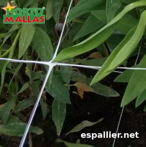 horizontal trellis support net in garden 