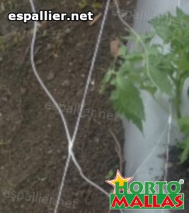 vertical support net used for provide support in tomato plants