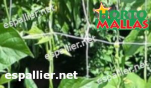espalier support net used in plants
